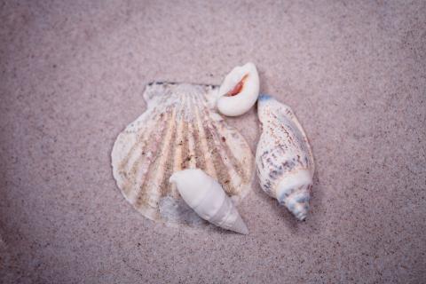 Seashells