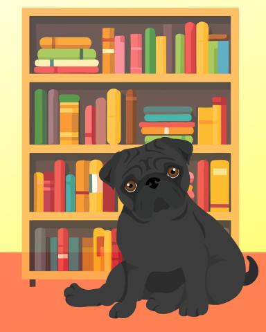 black pug