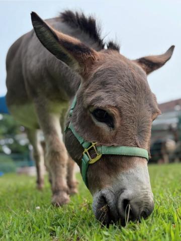 daffy the donkey