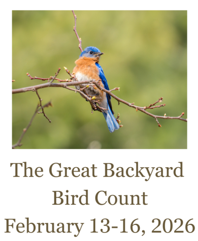the great backyard bird count
