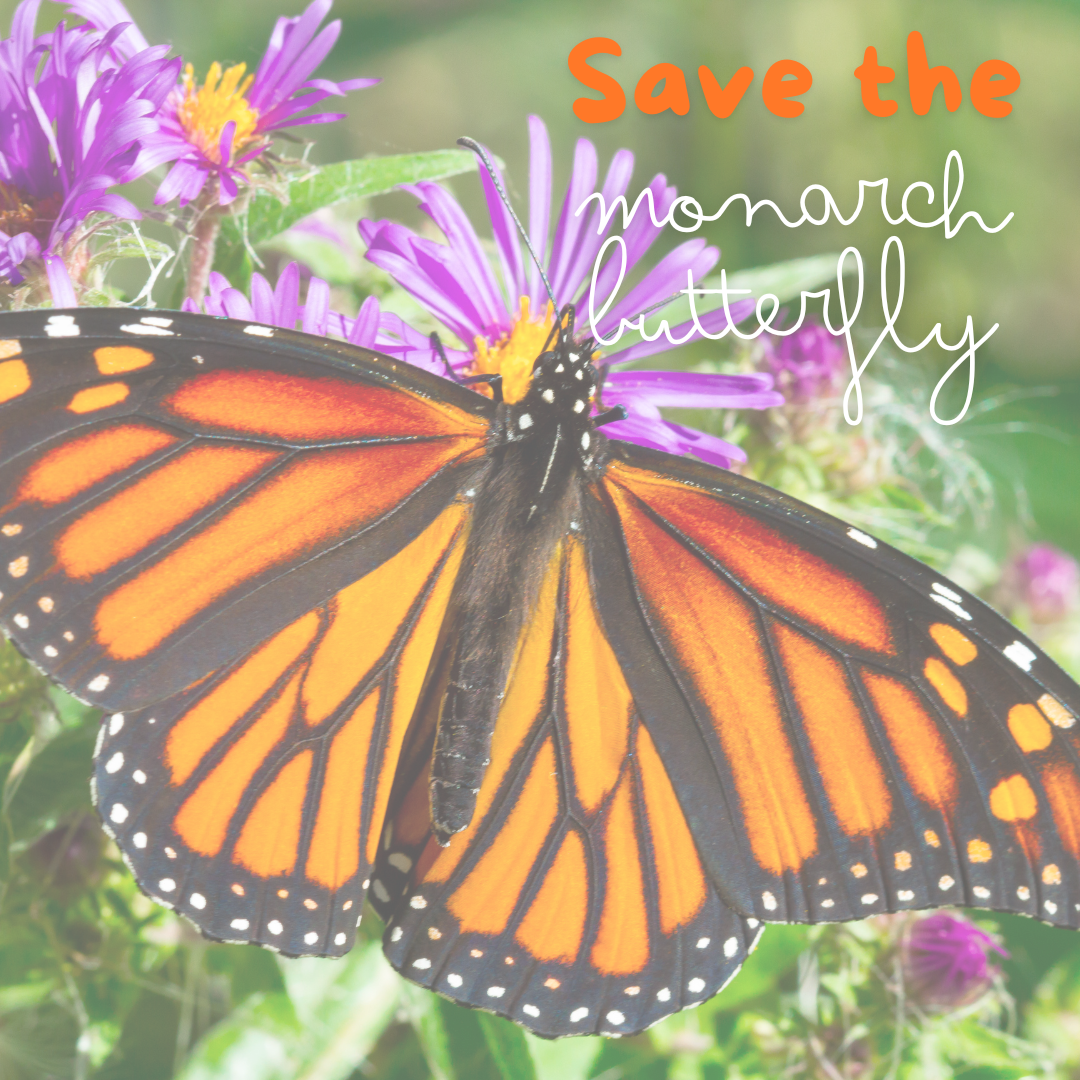 Monarch Butterfly