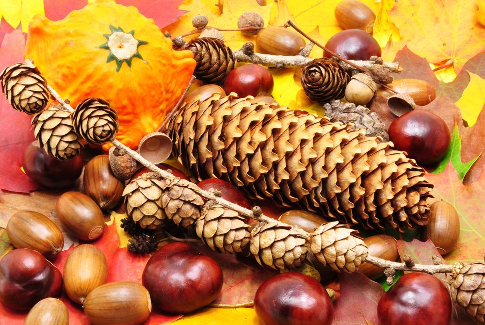 Pinecones and Acorns