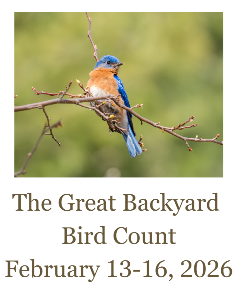 the great backyard bird count
